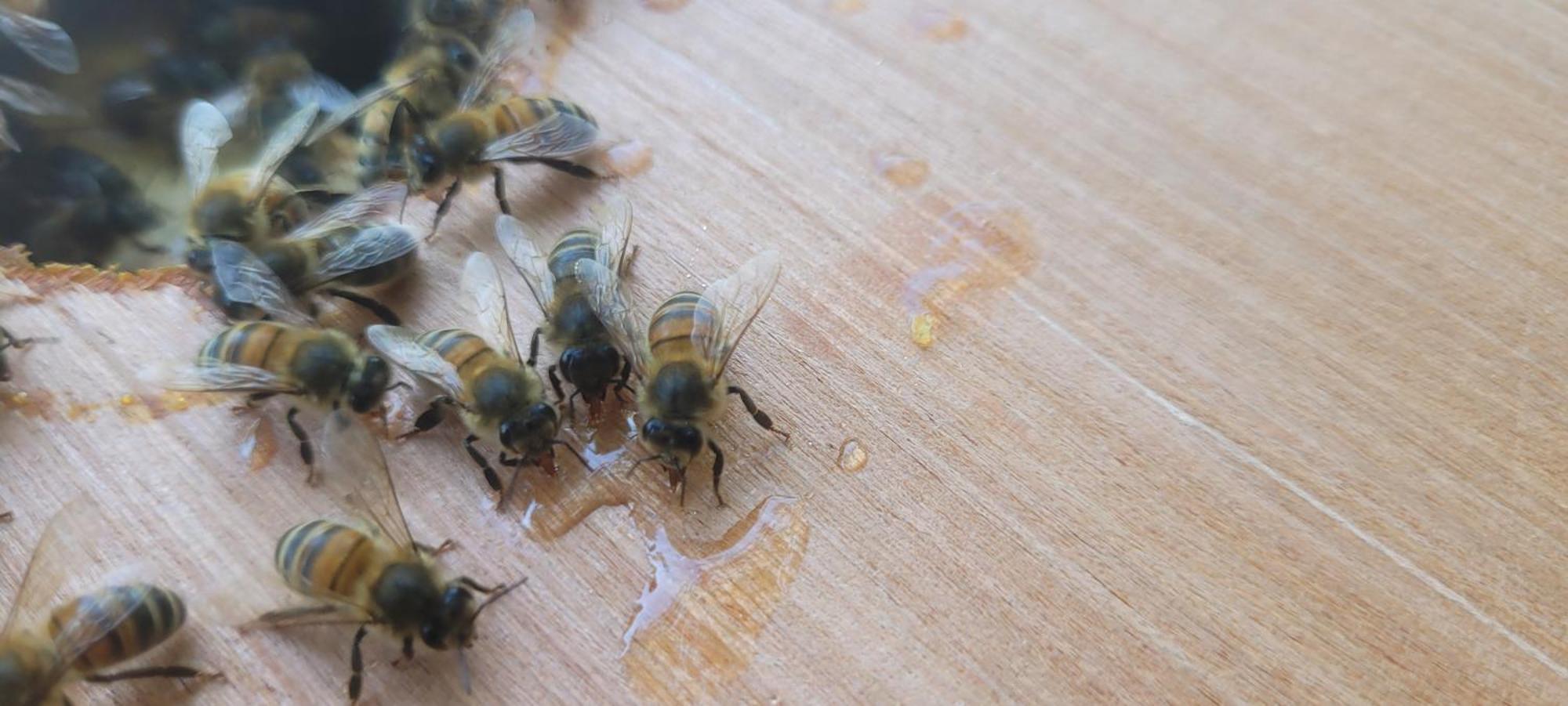 La Maison De L'Abeille De Percey Longeau-Percey Zewnętrze zdjęcie
