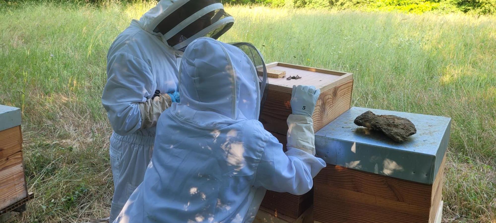 La Maison De L'Abeille De Percey Longeau-Percey Zewnętrze zdjęcie